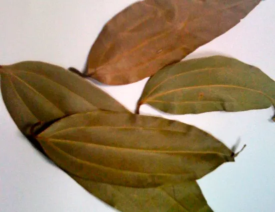 The close-up look of dried cassia leaves.