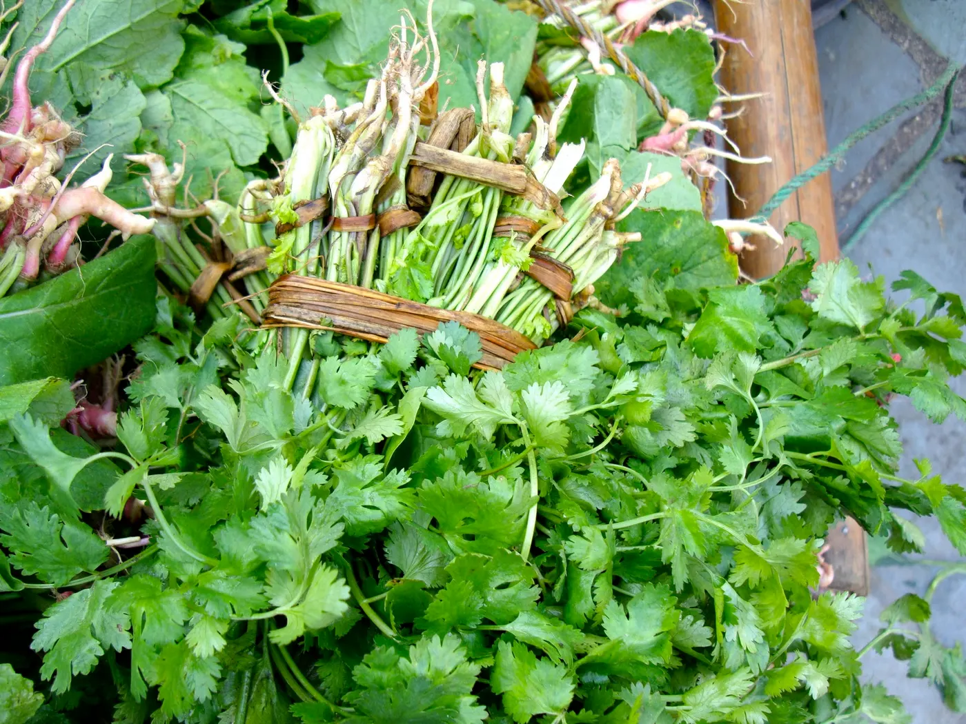 Freshly picked cilantro is sold neatly tied in bunches with stems and roots in Nepali markets.