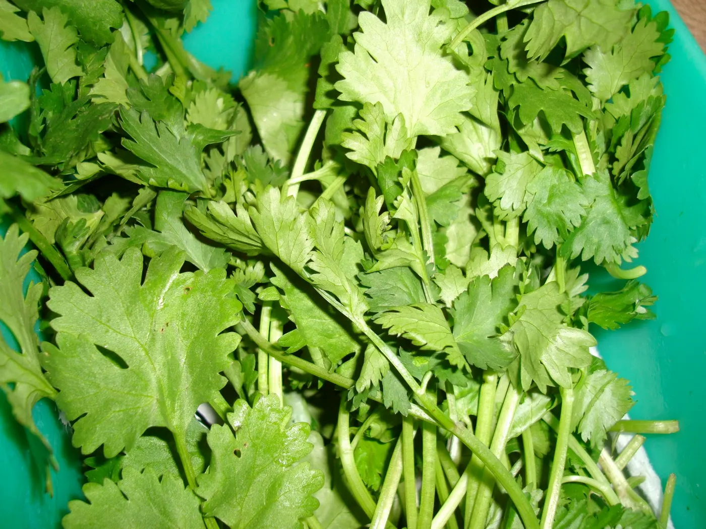 A small amount of chopped fresh cilantro is sprinkled on nearly every Nepali dish as a garnish and to add extra flavor.
