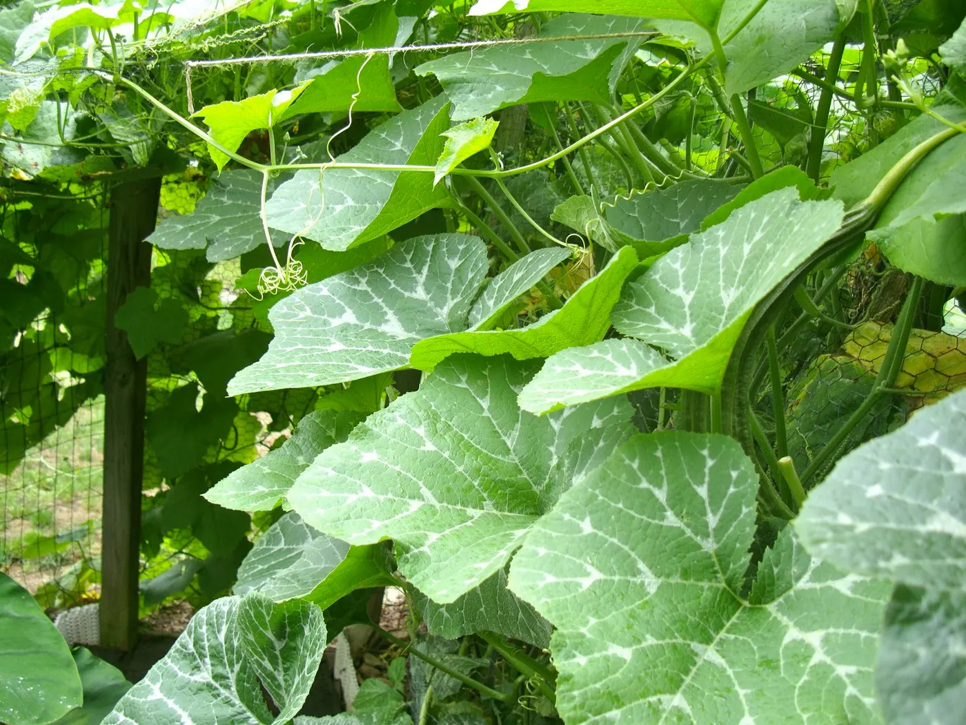 Pumpkin plant - very versatile vegetable - most parts of the pumpkin are edible, the flowers, the fleshy shell, the seeds (roasted), and the young shoots (munta).