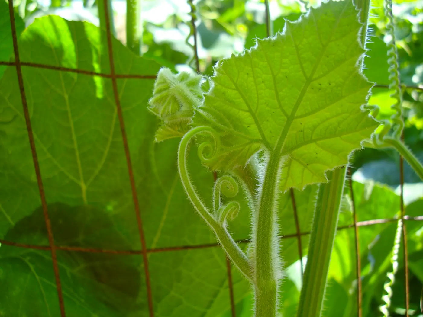 Tender shoots and young leaves of pumpkin vines