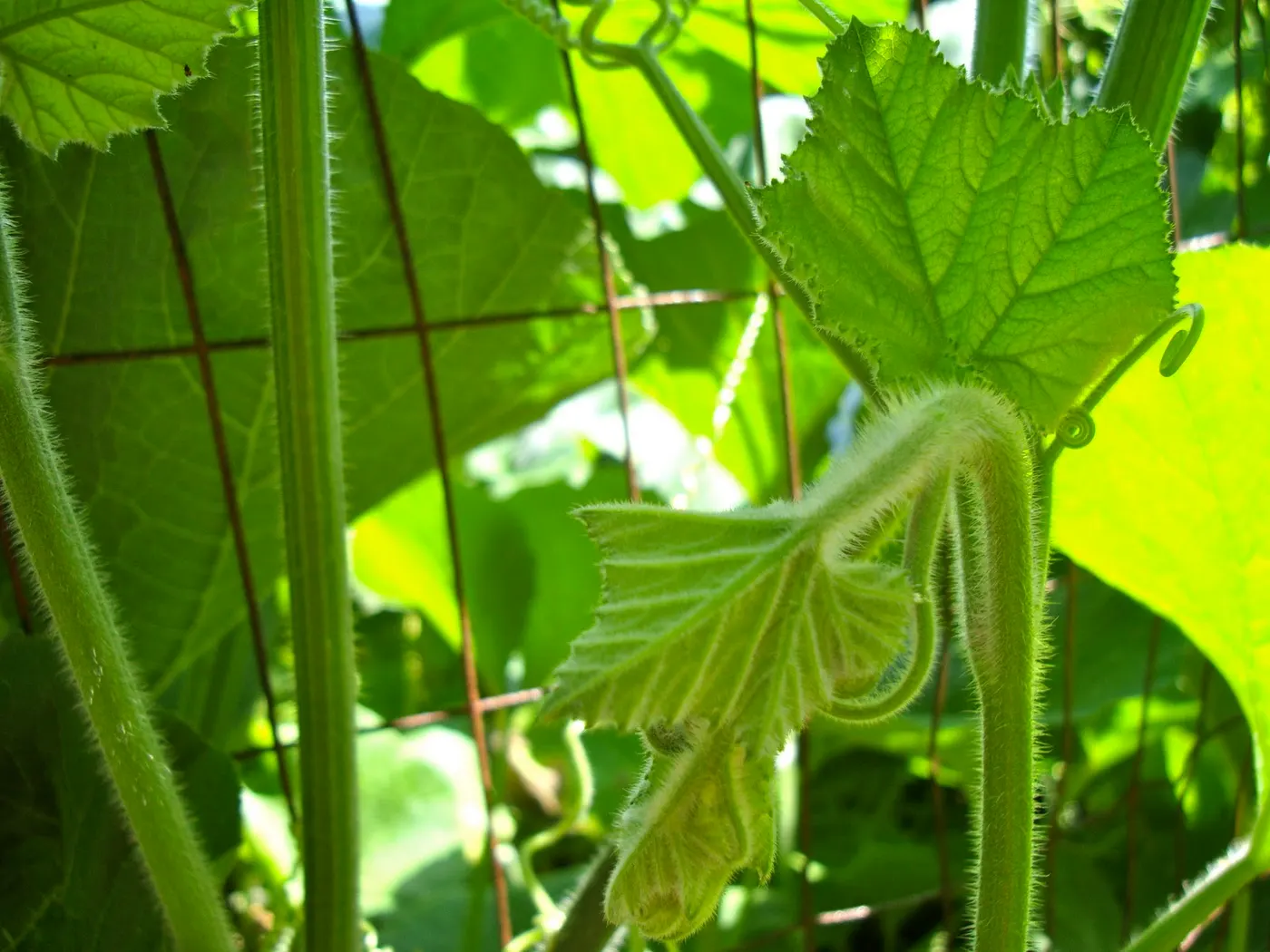 Close-up look of tender shoots.