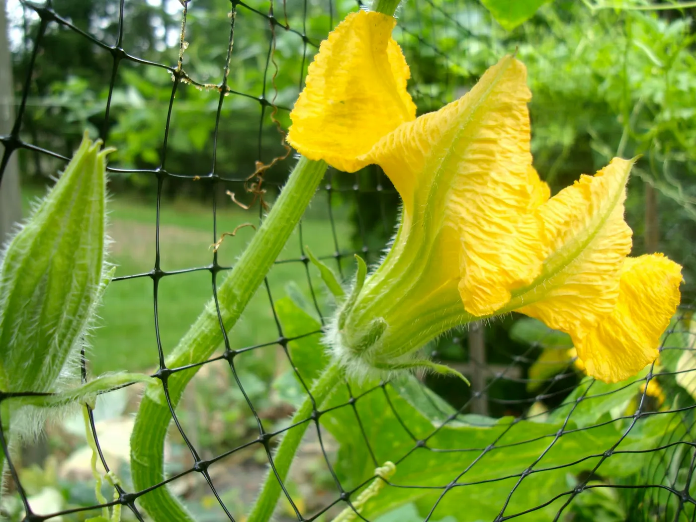 A pumpkin flower attached to the vine are edible - dipped into spiced batter and fried. They are very delicious and have a pleasant, moist, and silky texture.