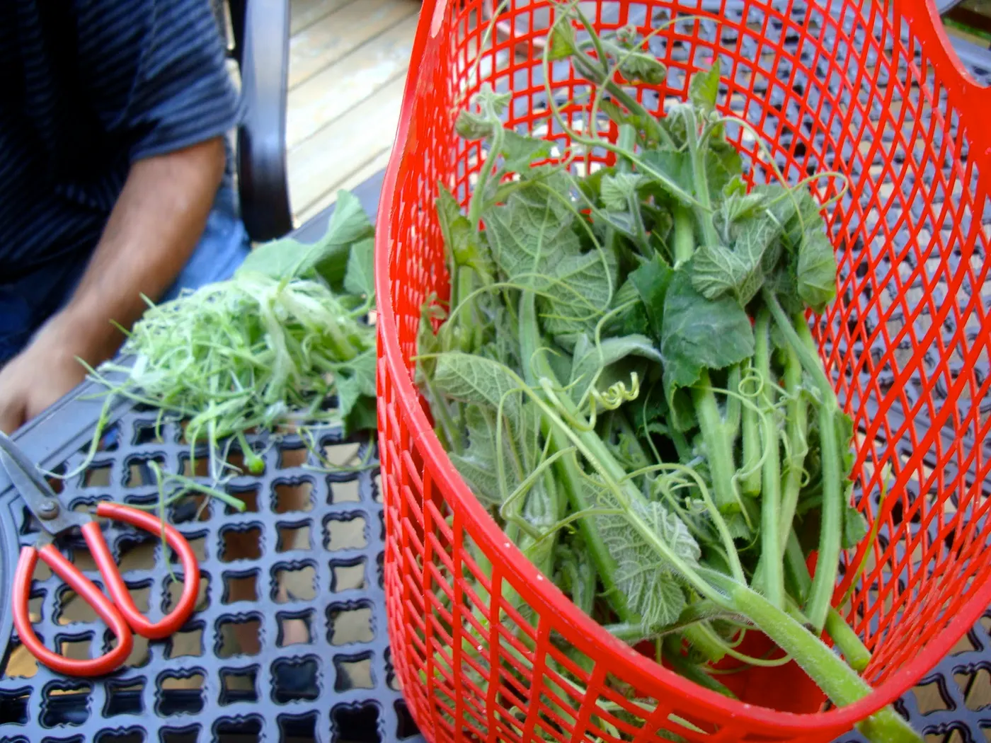 Collecting several tender shoots and the young leaves as shown above