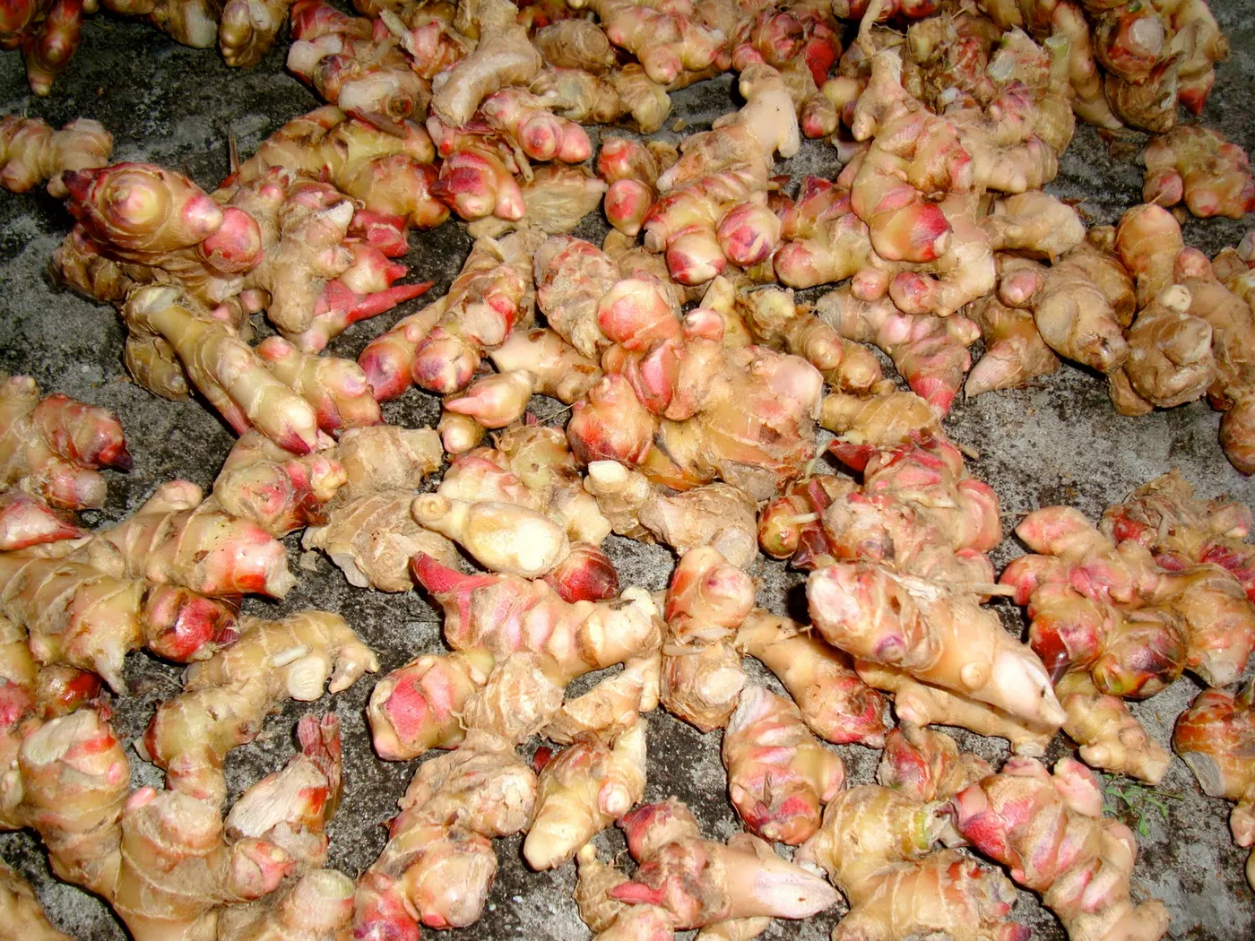 New harvest - fresh ginger