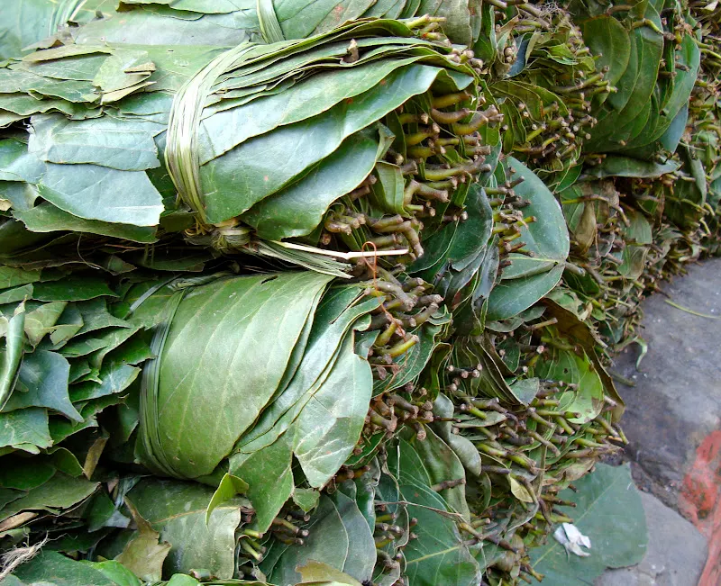 Leaf Plates of Nepal (Tapari, Duna, Bota)