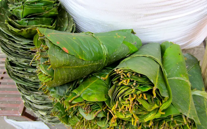 The shiny natural dark green color of the saal leaves.