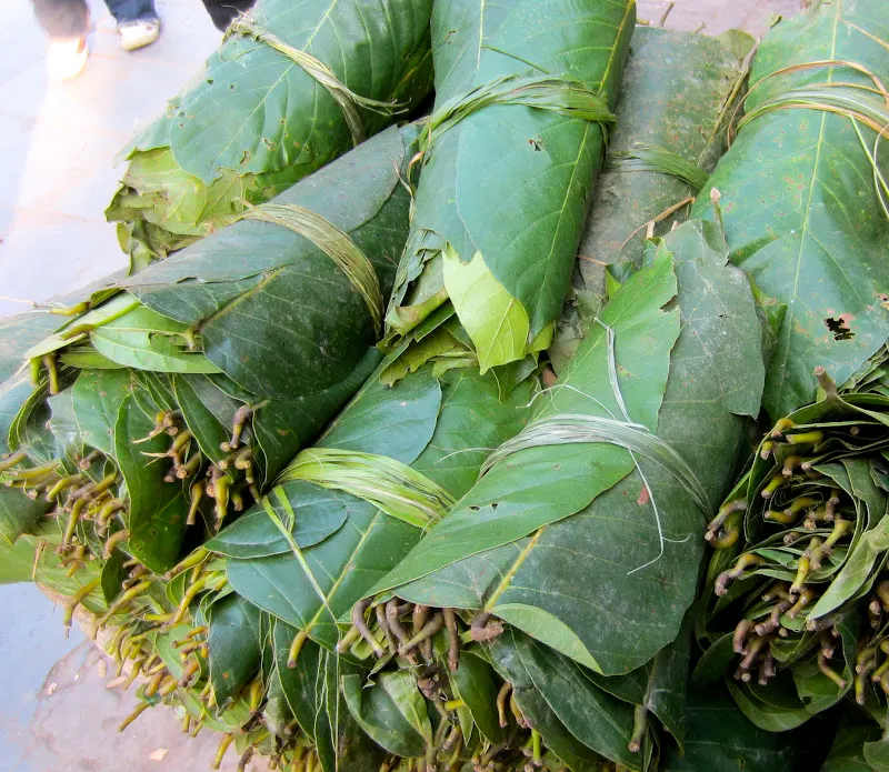 Walking through the streets of the Durbar Squares of Hanuman Dhoka area, Kathmandu during the festival of Maghe Sankranti and capturing the image of freshly transported huge bundles of Saal leaves for sale.