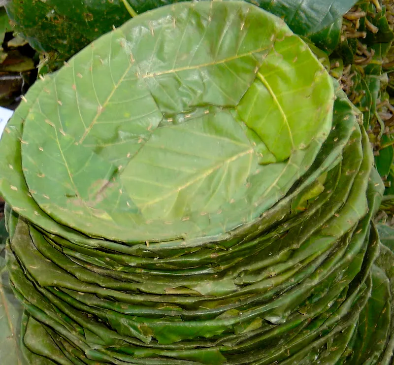Thank you Krishna Maya for showing me an excellent work of art! Making leaf plates and bowls requires time and skills.