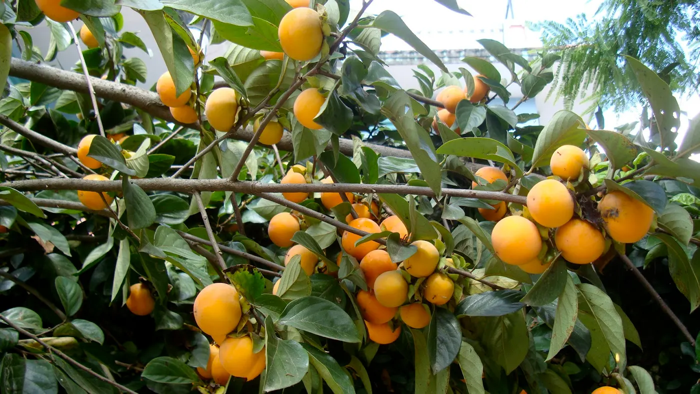 Persimmon Tree and Fruits - (Haulabed Rukh ma Phaleko)