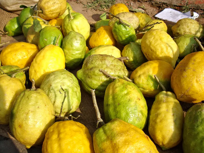 Bimiro - Citron