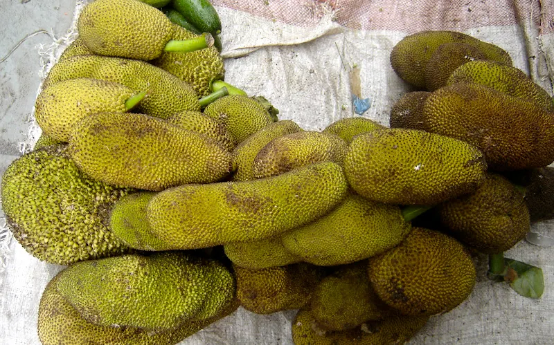 Jack Fruit - (Rukh Kathar)