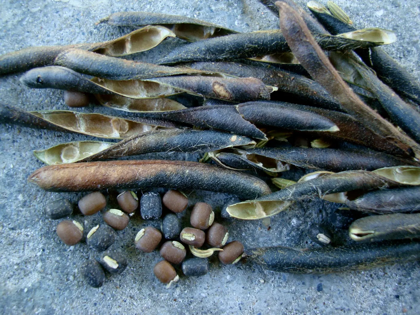 Freshly harvested whole Urad Beans - Singo Maas ko Daal
