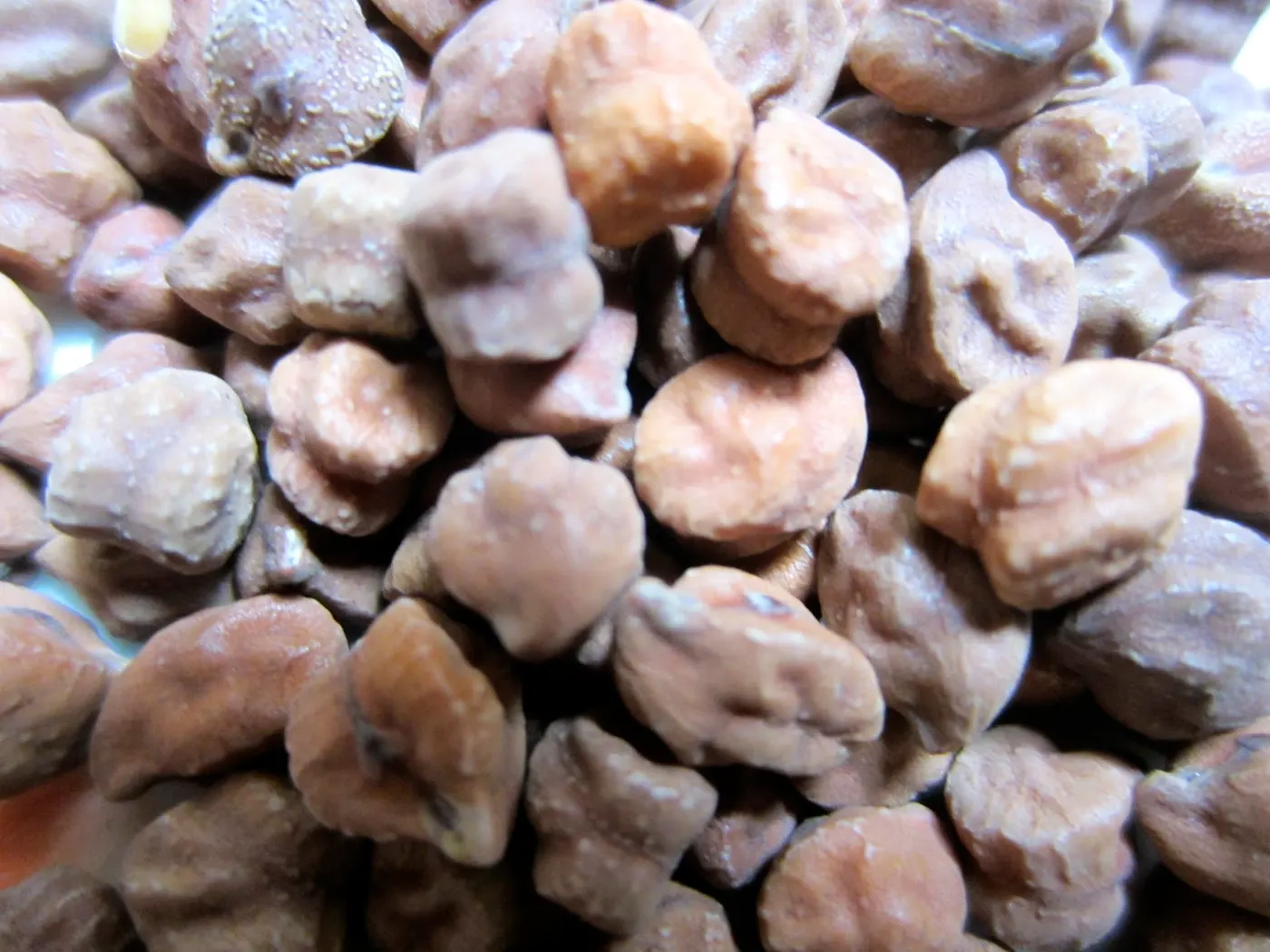 Close-up look of Dried Whole Bengal Gram with dark reddish-brown skins - Kaalo Chana