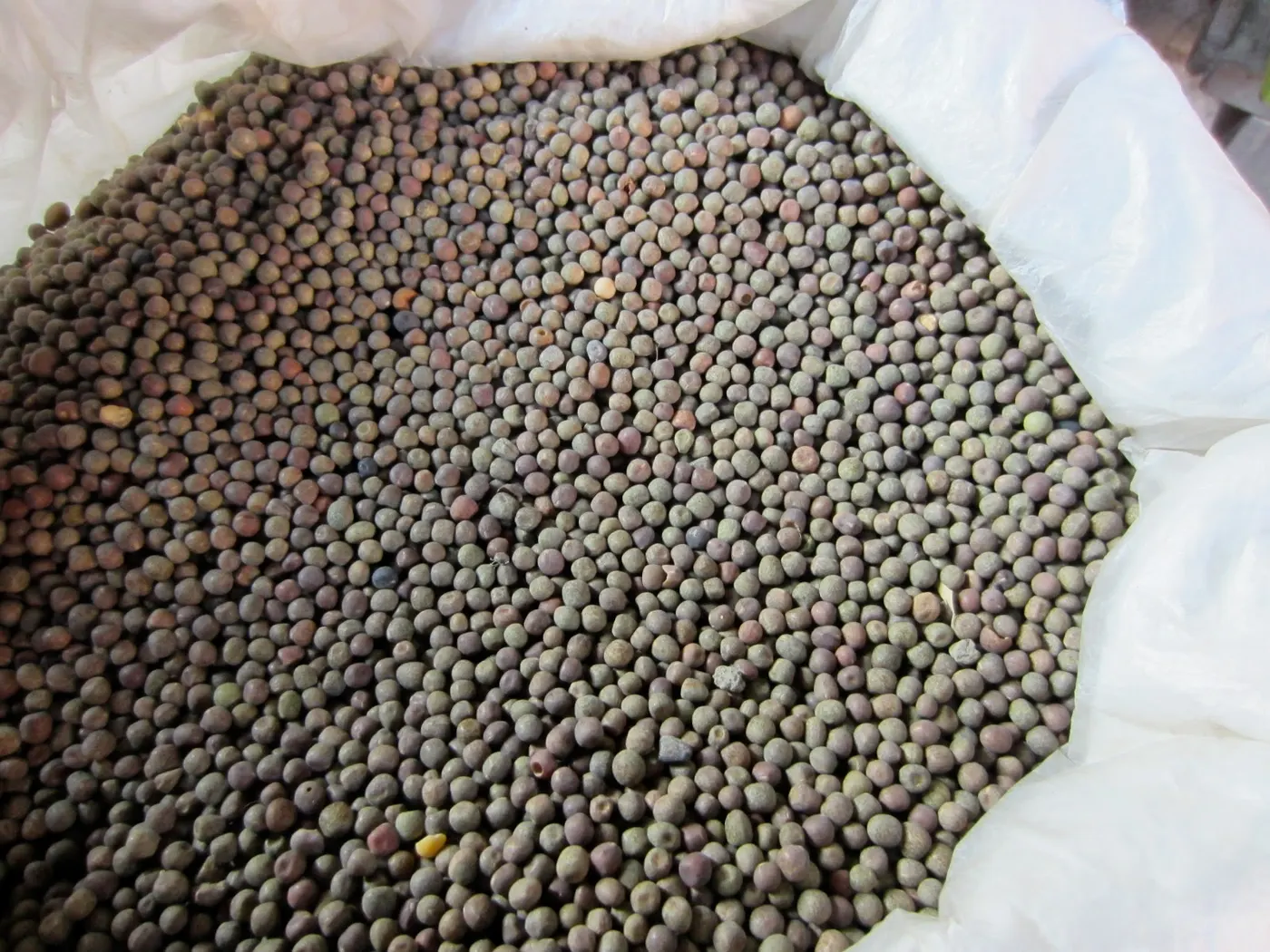 Small Variety of Field Peas - Sukeko Hariyo Saano Kerau