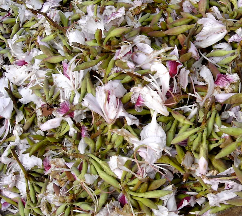 A seasonal delicacy - a light pink and purple koiralo flower is extremely delicious with an unique flavor.