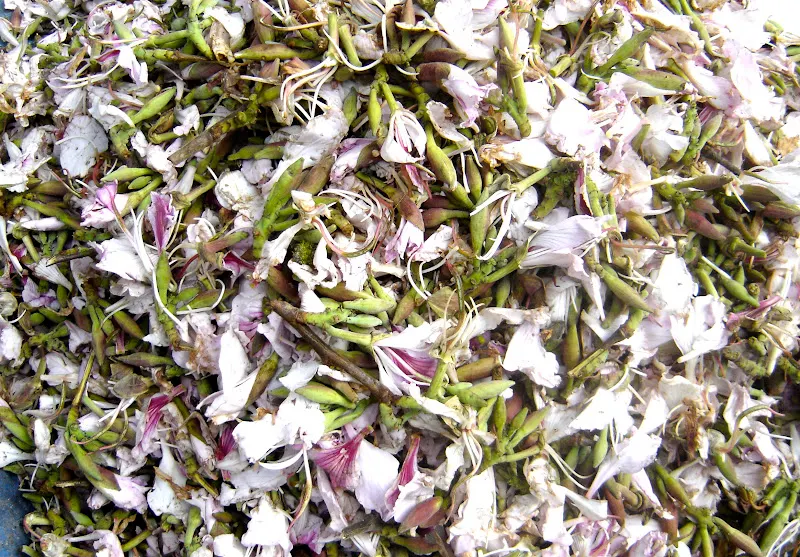 Koiralo ko phool is an extremely perishable flower and should be used within a day after it is purchased. It s a high demand edible flower during spring time.