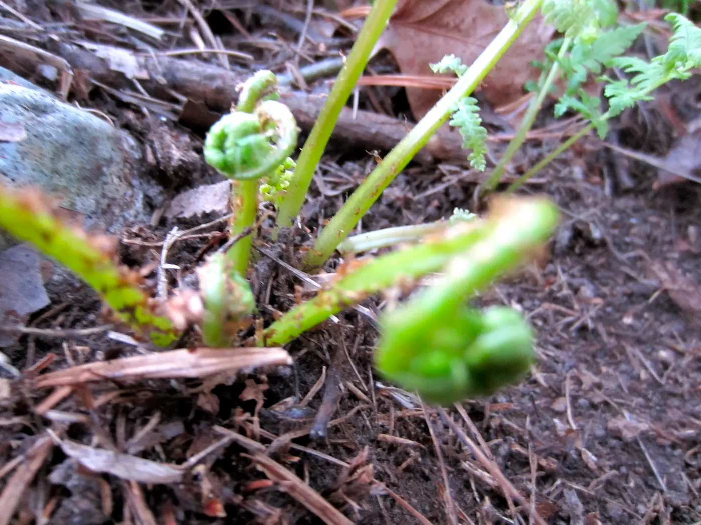 The young shoots emerge from the ground around mid-April and will last only for a couple of days. Nepalese call this unique vegetable "neuro" which literally translates to "bent" or "curled" (neehureko, jhukeko).
