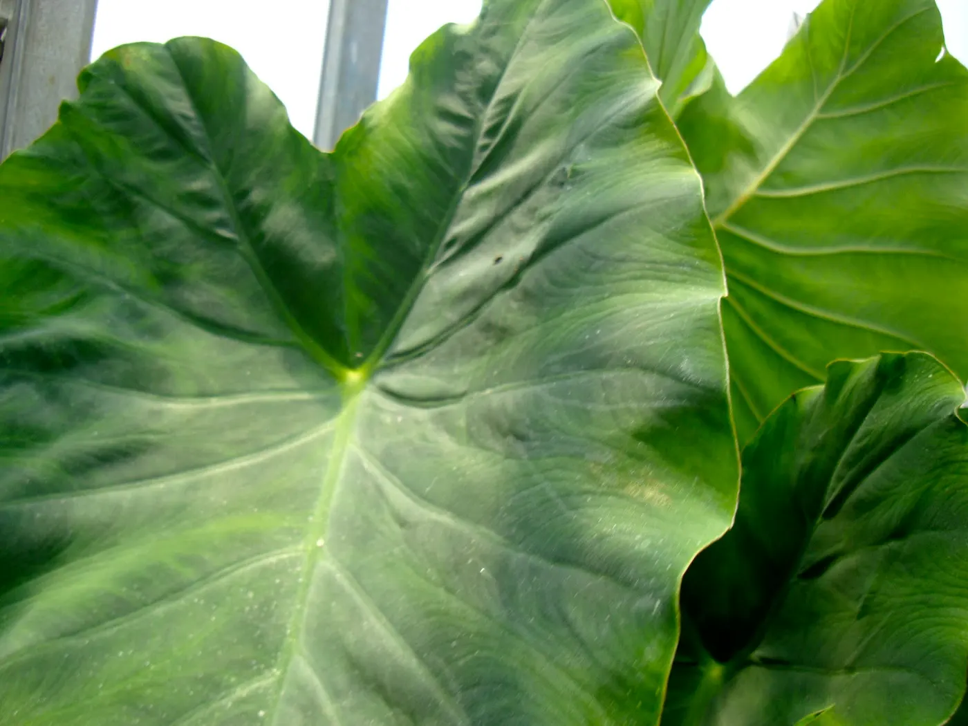 Karkalo-Gaava-Pidhaalu - Taro (कर्कलो-गाभा-पिँडालु)