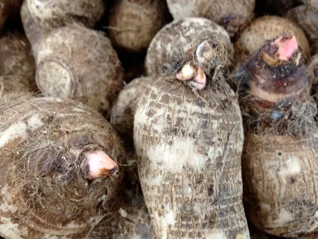 In this picture, you will notice that the taro tubers have already started to sprout. I purchased the tubers from my local international grocery stores. These tubers will start to form shoots and leaves within few weeks of planting.
