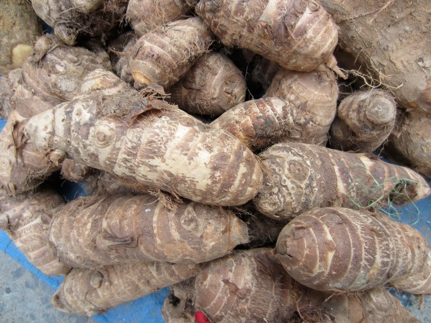 Karkalo-Gaava-Pidhaalu - Taro (कर्कलो-गाभा-पिँडालु)