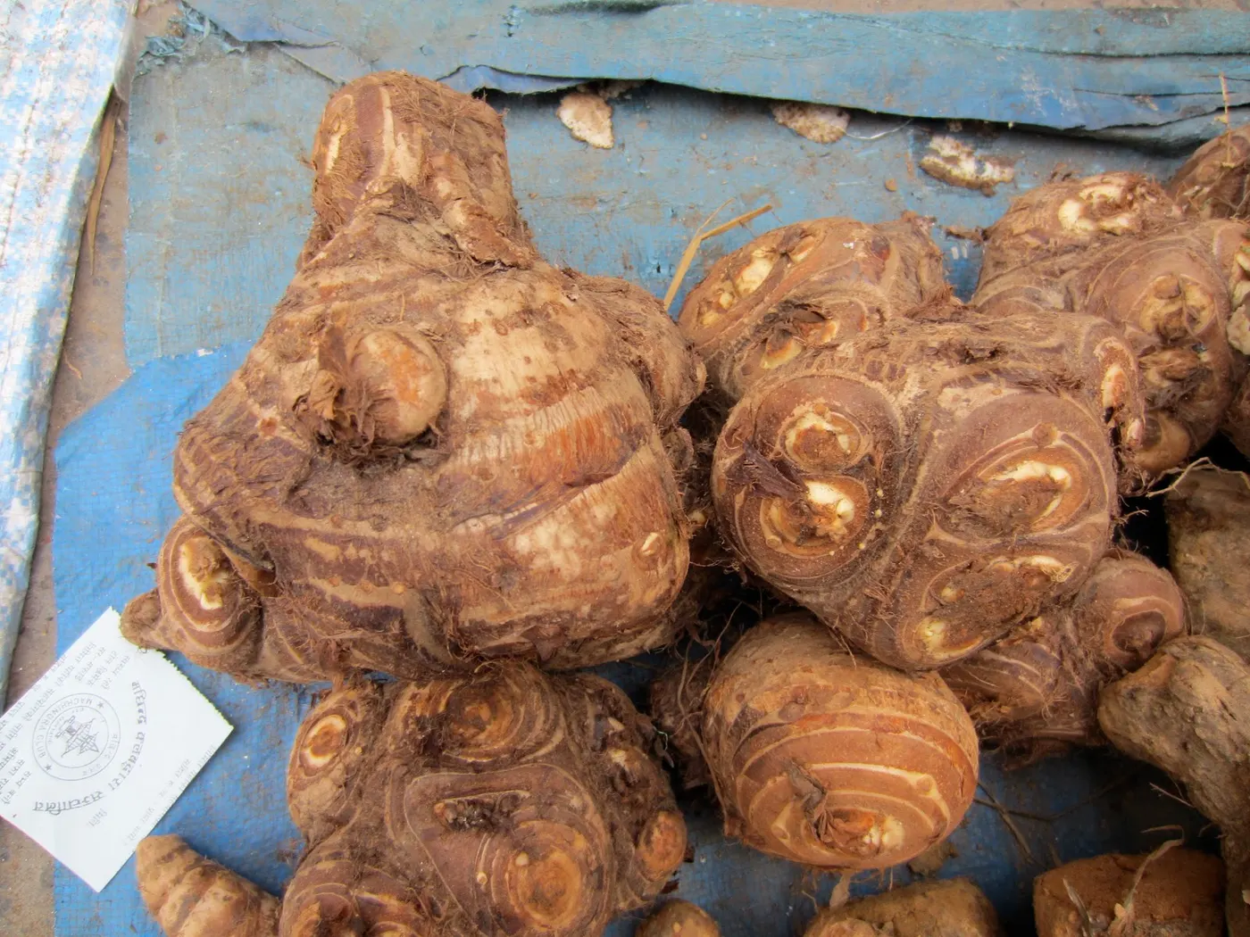 Karkalo-Gaava-Pidhaalu - Taro (कर्कलो-गाभा-पिँडालु)