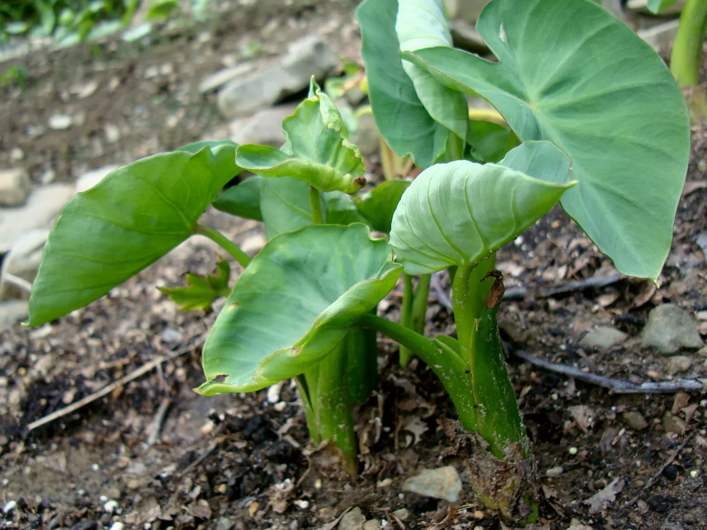Here is a picture of Taro plant growing in my backyard home garden. We start with a small patch of karkalo-gaava-pidaalu garden when the frost have gone and the temperature have warmed up around June.