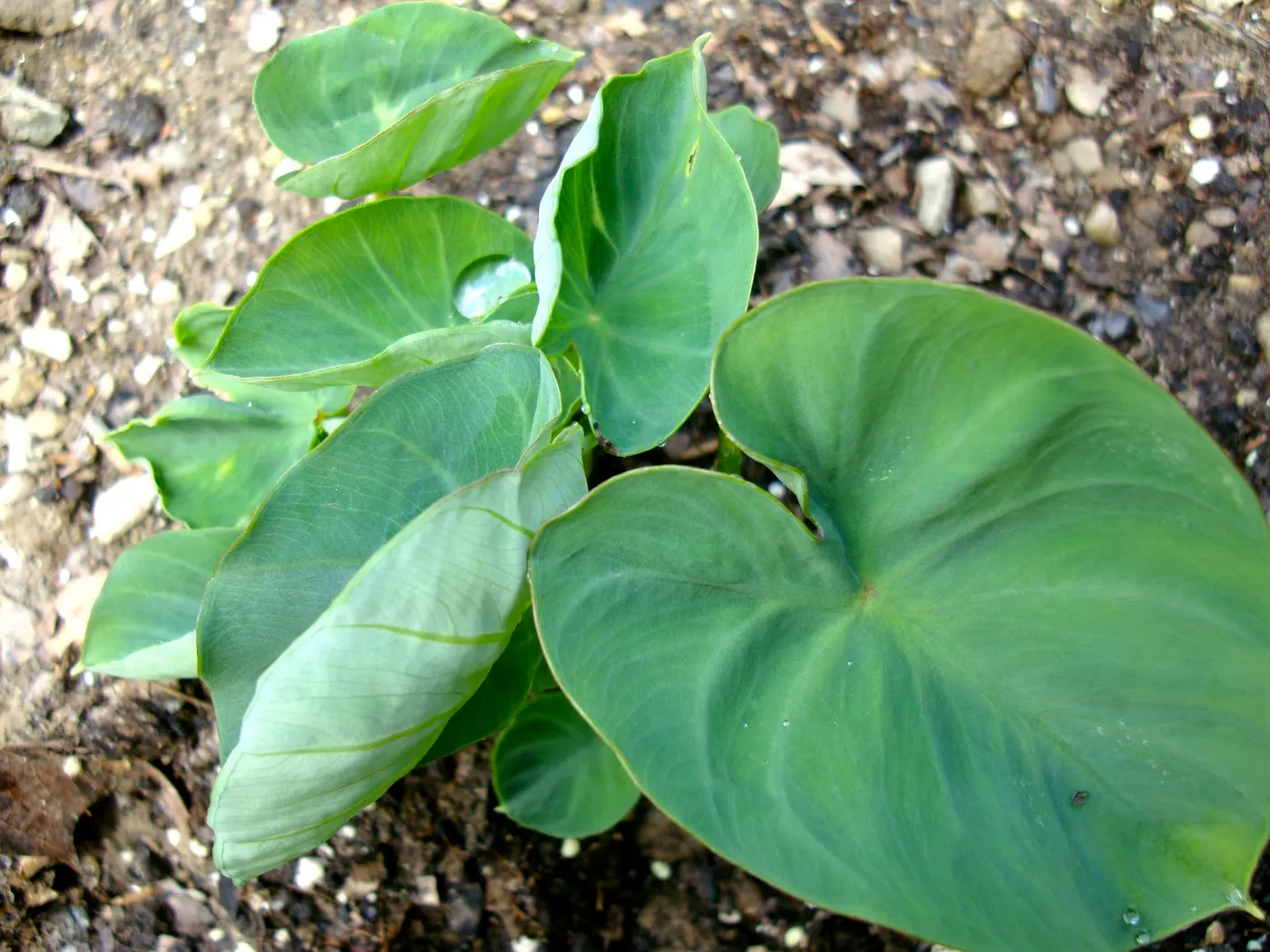 We grow about 18-20 plants mostly for their young leaves and tender shoots, which we eat. We plant them in a rich moist soil and they prefer partial shade.