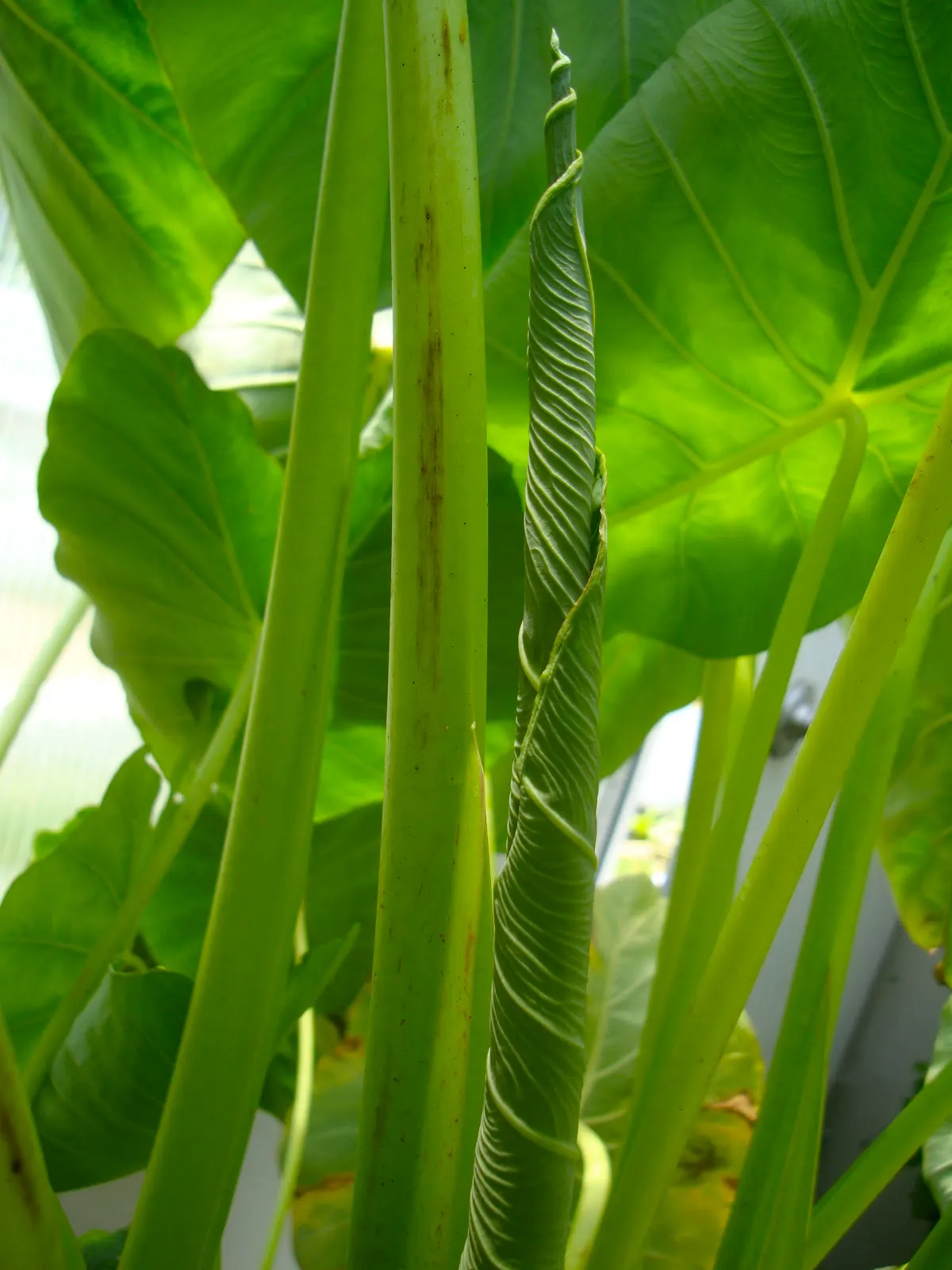 In this picture the taro leaves are uncurling and unrolling into leaves. They can be picked up before the leaves is opened up.