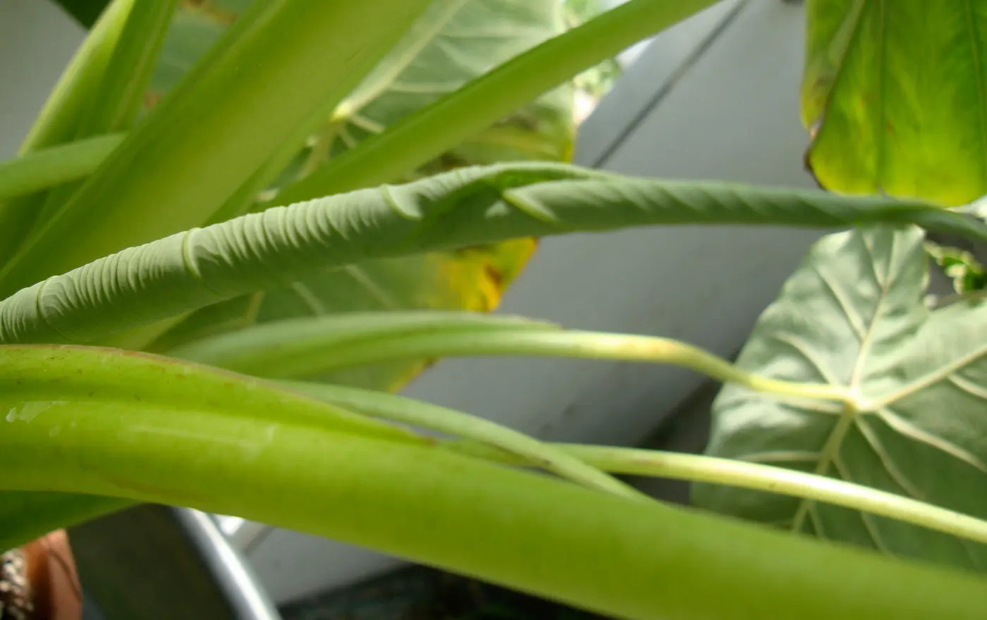 The uncurled part of the leaves are the most delicious part of the vegetable. When the young leaves and stalks are harvested, the stem will grow back and put out a small new leaf. It will appear around the base of the root corm.
