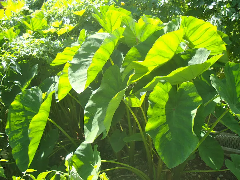 The large and matured leaves looks like a small umbrella.