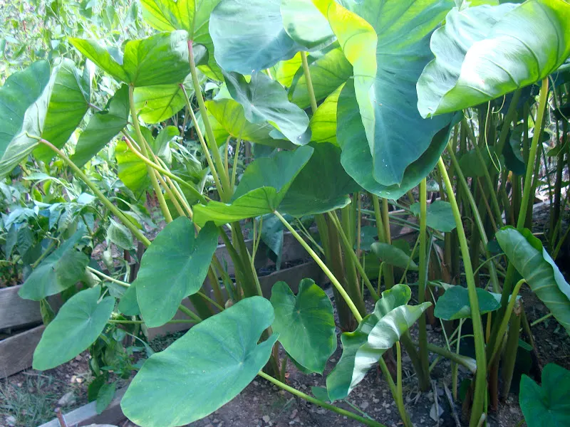 Picture of Taro leaves, ready to harvest.