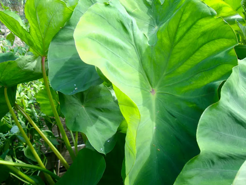In Nepal, a single taro plant can get very tall and large, growing up to 5-6 feet in height at maturity. When they are at this stage, the tough leaves and stalks becomes inedible and mostly used for animal feeds.