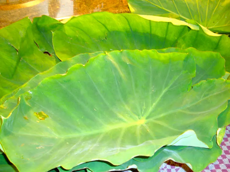 When cooking this vegetable, avoid over matured leaves, rain soaked spots, yellowing, and dried-out leaves. They are inedible and unsuitable for cooking.