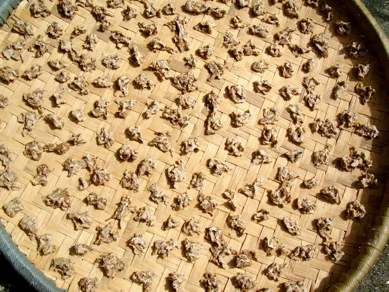 Karkalo-Gaava-Pidhaalu - Taro (कर्कलो-गाभा-पिँडालु)