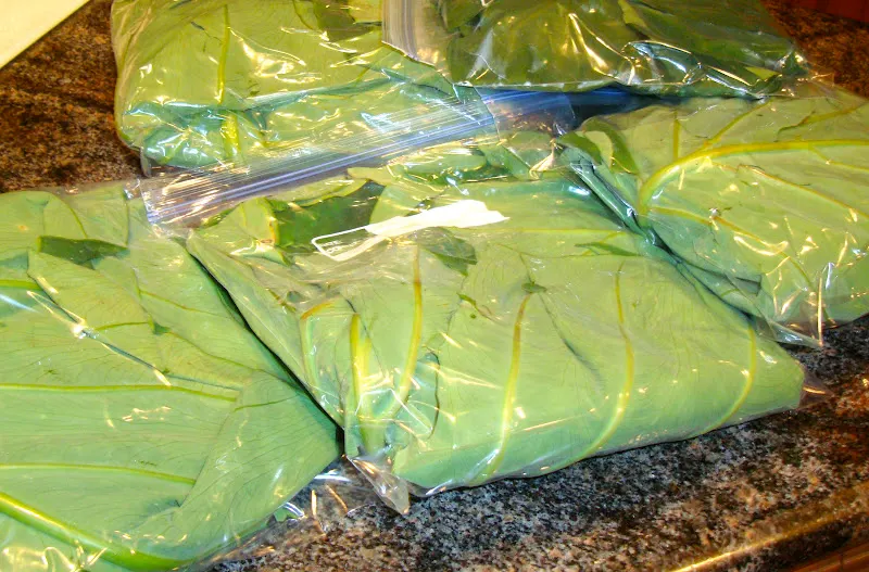 Abundance of home-grown taro leaves from my garden - unwashed leaves and stems can be stored in a plastic zip-log bag in a refrigerator. They should be used within one week.
