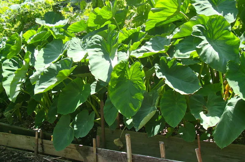 Karkalo-Gaava-Pidhaalu - Taro (कर्कलो-गाभा-पिँडालु)