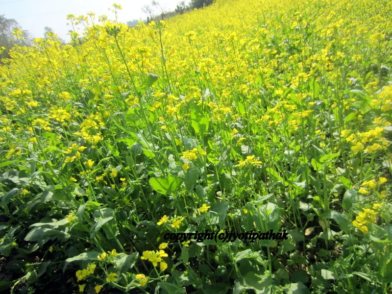 Mustard Oil - Tori ko Tel - (तोरी को तेल)