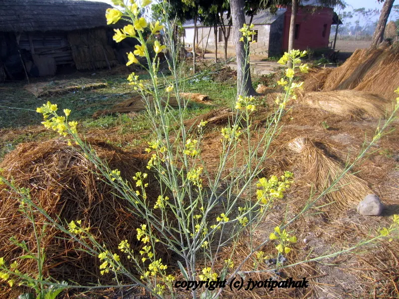 Mustard Oil - Tori ko Tel - (तोरी को तेल)