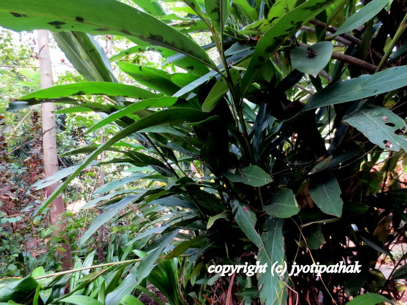 Image of Black Cardamom Plants - perennial bush of the ginger family