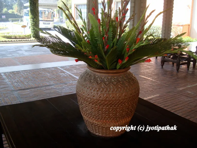 ... looking and admiring at the beautiful terracotta pot with ferns and Gladiolus ...