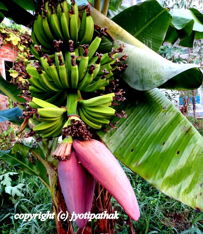 The fruit of banana tree - common name: Plantain, Banana - Bot.name: Musa paradisiaca L