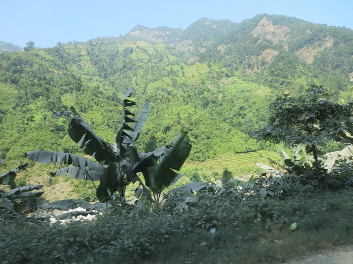 Banana Blossom - Keraa ko Bungo - (केराको बुङ्गो)