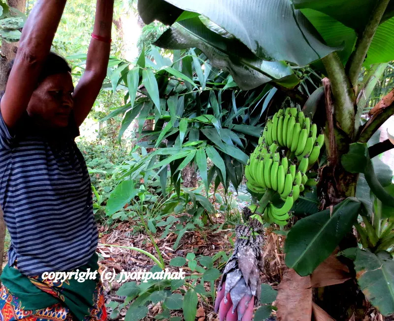 This image shows a friendly local village women, helping me to take pictures of green banana in a row and the blossom that is hanging down pointing to the ground. She is gently holding the banana leaves to expose more fruits for my picture.