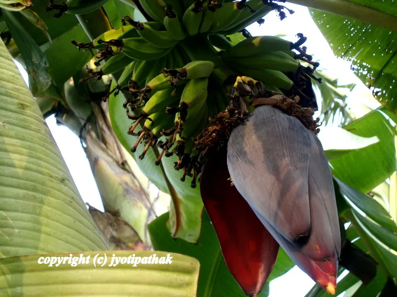 The edible banana blossoms are very popular in many Southeast Asian countries. Please click here to watch this helpful video to learn how to clean and cut banana blossom and flower.