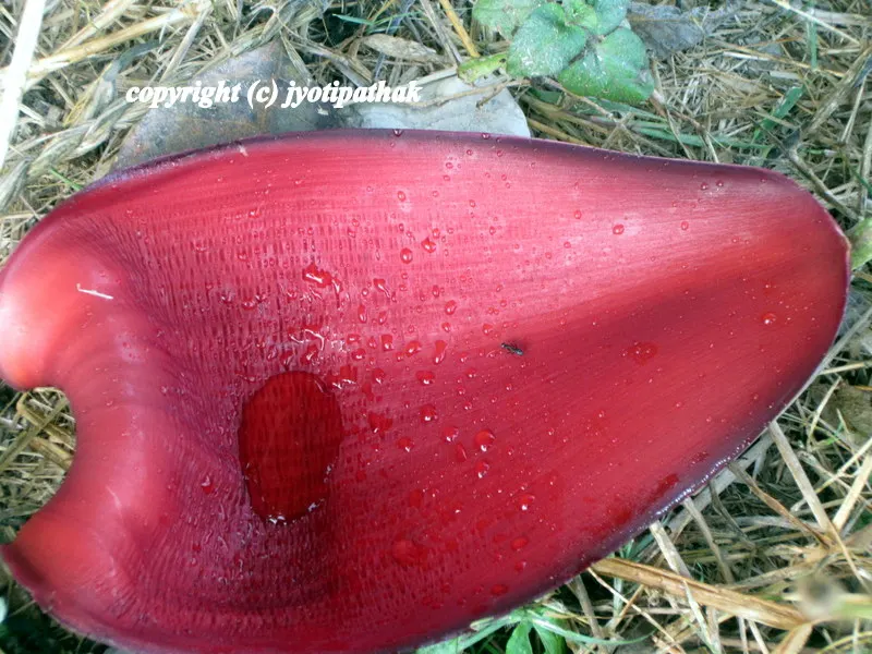Some people reserve the outer tough layers (petals) of banana blossom to make a decorative serving bowl. I do not have the images of such exotic presentation, but I am going to link to other blogger's page. Please click here and here.