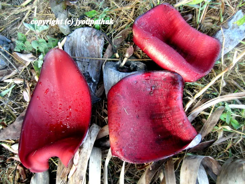 Here is a picture of a bunch of rusty purple petals from banana blossoms that has curled up and dropped on the ground.