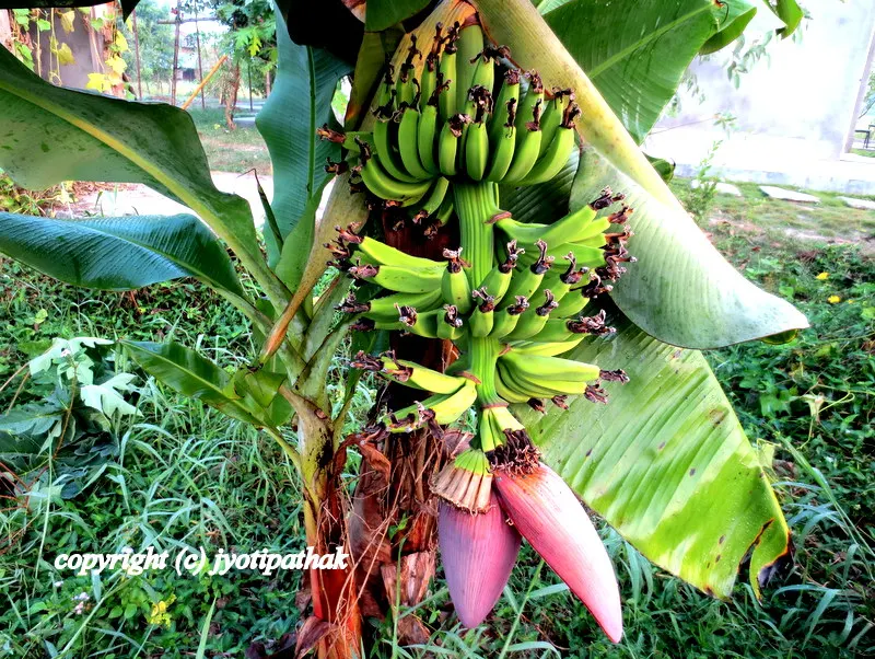 Banana Blossom - Keraa ko Bungo - (केराको बुङ्गो)