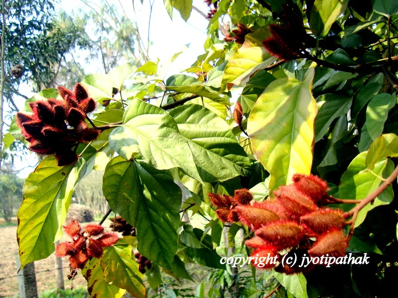 Botanical name: Bixa Orellana L.Family: BixaceaeEnglish name: Annatto, Lipstick TreeNepali Name: Sindure or Sindur