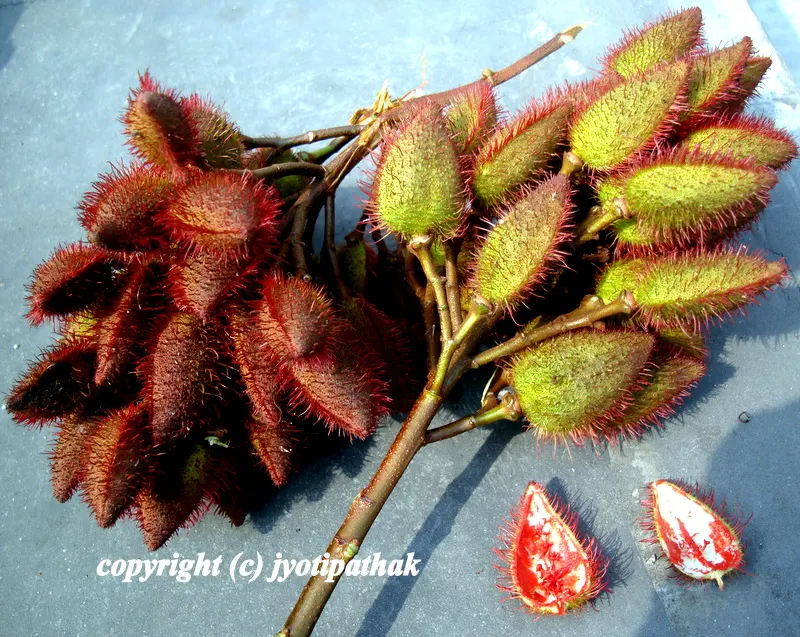 Sindur Tree of Nepal (सिन्दुर को रुख) Sindure
